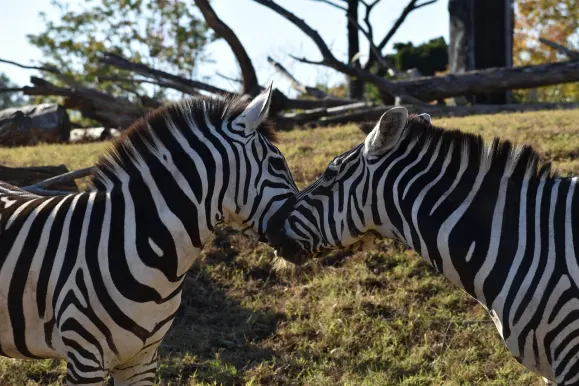 LunarSlots Kasyno Wsparcie